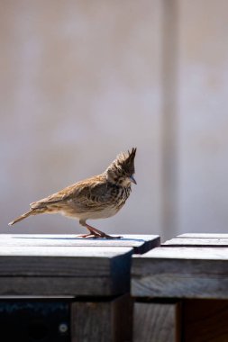 Crested Lark veya Galerida Cristata kuşu. Doğa konsepti
