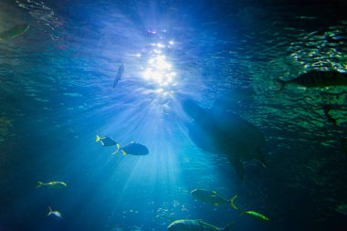 Deniz kaplumbağası silueti akvaryumda mavi güneş ışığına karşı derin su gibi