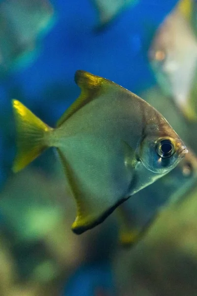 Monodactylus Argenteus Eller Silvermånfiskar Akvarium — Stockfoto