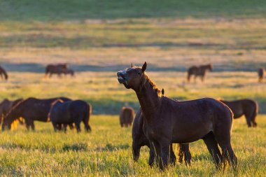 Gün doğumunda çayırda otlayan vahşi atlar. Doğadaki Özgürlük kavramı
