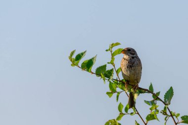 Mısır Bunting veya Miliaria Calandra doğal ortamında.