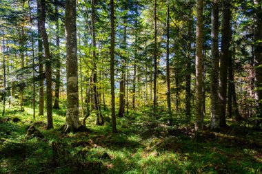 Çam ağaçlı orman detayları. Panoramik derin orman manzarası.