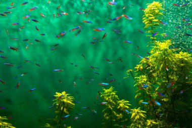 Neon Tetra Paracheirodon innesi tatlı su tropikal balıklar.