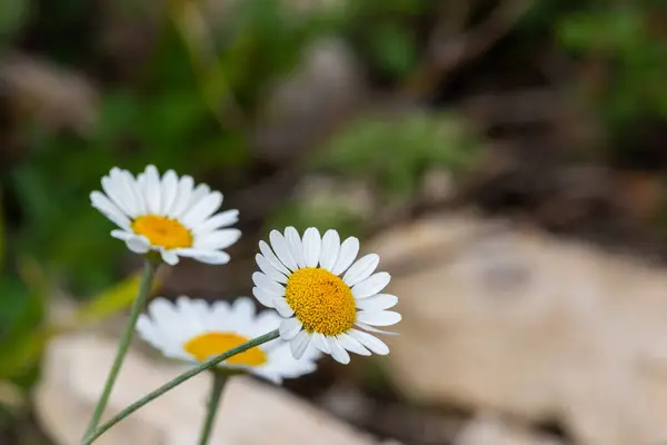 Kamille Gänseblümchen Blüten Wilder Natur Mit Verschwommenem Hintergrund — Stockfoto