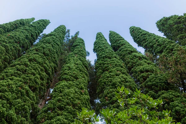 Prachtige Hoge Cipressenboom Muur Met Blauwe Bewolkte Lucht Erboven — Stockfoto