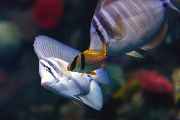 Крупный План Тропической Рыбы Sailfin Tang — стоковое фото