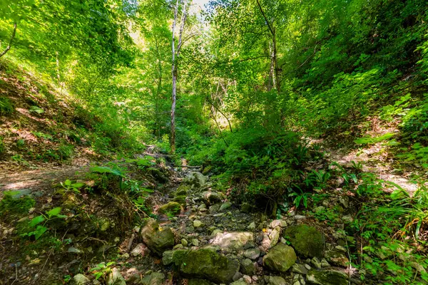 Kleine Rivier Beekje Diep Bos — Stockfoto