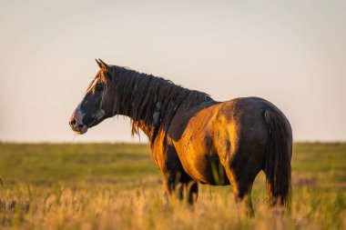Gün doğumunda çayırda otlayan vahşi atlar. Doğadaki Özgürlük kavramı