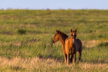Gün doğumunda çayırda otlayan vahşi atlar. Doğadaki Özgürlük kavramı