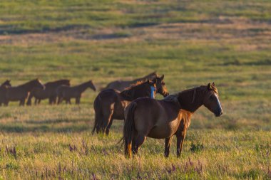 Gün doğumunda çayırda otlayan vahşi atlar. Doğadaki Özgürlük kavramı