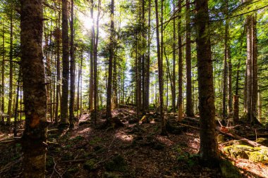 Ormanın derinliklerinde uzun ağaçlar ve güneş yaprakların arasından parlıyor..