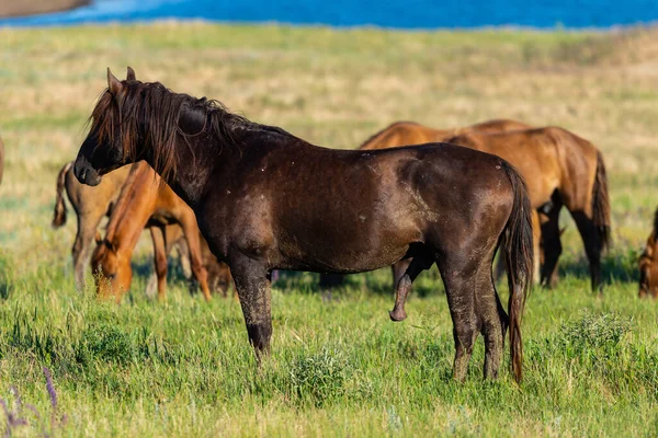 Dzikie Konie Pasą Się Łące Zachodzie Słońca — Zdjęcie stockowe
