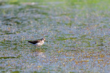 Wood Sandpiper veya Tringa Glareola. Doğal ortamında vahşi bir kuş..