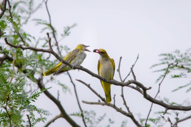 Genç Avrasya Altın Oriole veya Oriolus oriolus yavruları besler.