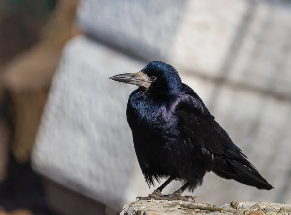 Cuervo Carrión Negro Corvus Corone Ave Parque Ciudad —  Fotos de Stock