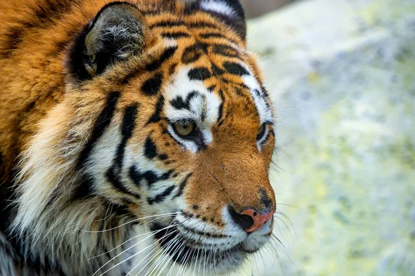 Närbild Sibirisk Tiger Eller Panthera Tigris Altaica — Stockfoto