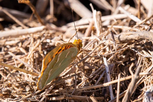 Cardinal Papillon Argynnis Pandora Insecte Rare Dans Nature — Photo