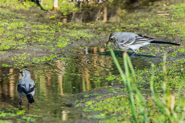 White Wagtail Motacilla Alba Wagtails Genus Songbirds Wagtail One Most — Stock Photo, Image