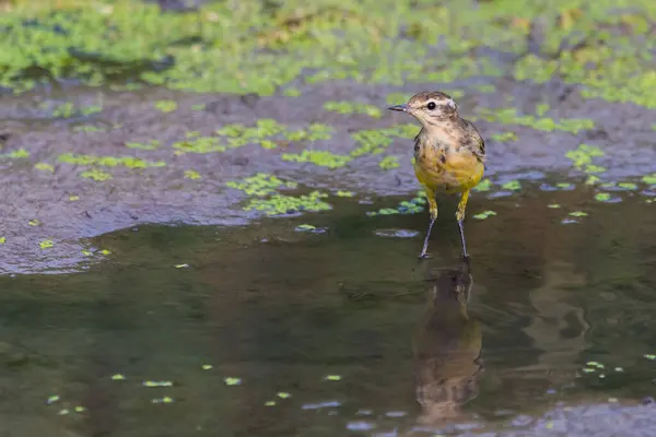 노랑부리새 무타코야 야생계에서 — 스톡 사진