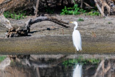 Doğu Büyük Akbalıkçıl ya da Ardea alba doğada ya da gölde avlanır..