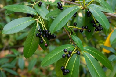 Prunus laurocerasus veya Otto Luyken - kirazlı defne meyvesi.