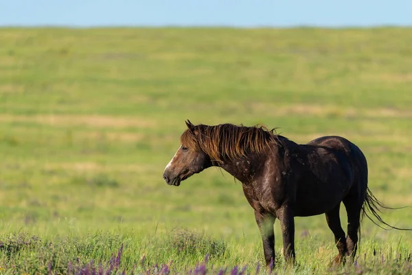Vahşi atlar gün batımında çayırda otlar..