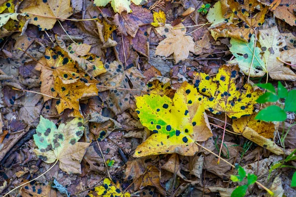 Feuilles Automne Colorées Avec Des Points Brûlure Acide Noir Des — Photo