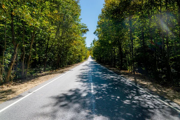 Summer Country Road Puiden Vieressä Käsite — kuvapankkivalokuva