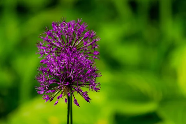 Blooming Purple Organic Decorative Bow Close Grass Background Allium Rosenbachianum — Stock Photo, Image