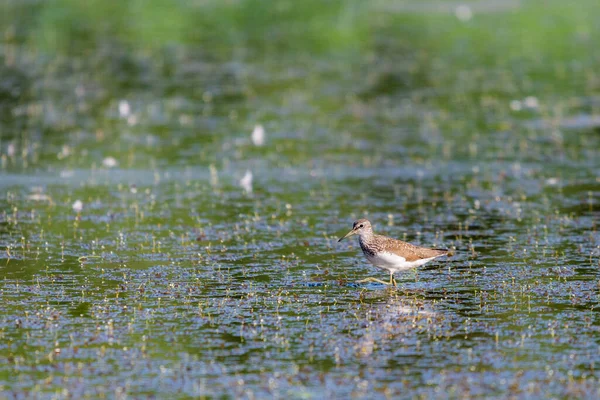 Madeira Sandpiper Tringa Glareola Aves Selvagens Habitat Natural — Fotografia de Stock