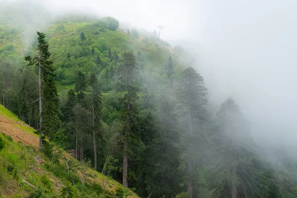 Forêt Feuilles Persistantes Flanc Montagne Pins Stratifiés Devant Derrière Brouillard — Photo