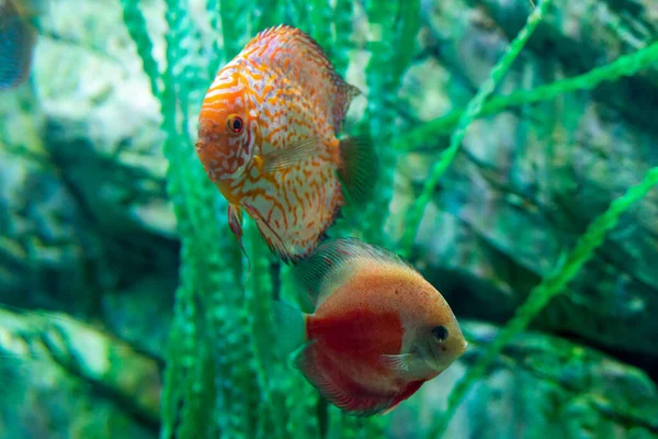 Aquário Água Doce Peixe Sinfisodon Disco Symphysodon — Fotografia de Stock