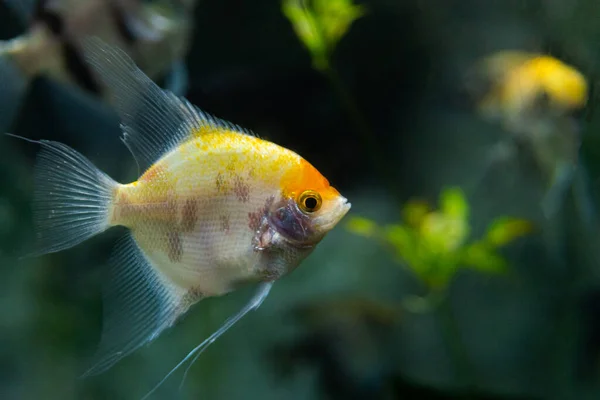 Retrato Água Doce Angelfish Scalare Pterophyllum Scalare Laranja Preto Cor — Fotografia de Stock