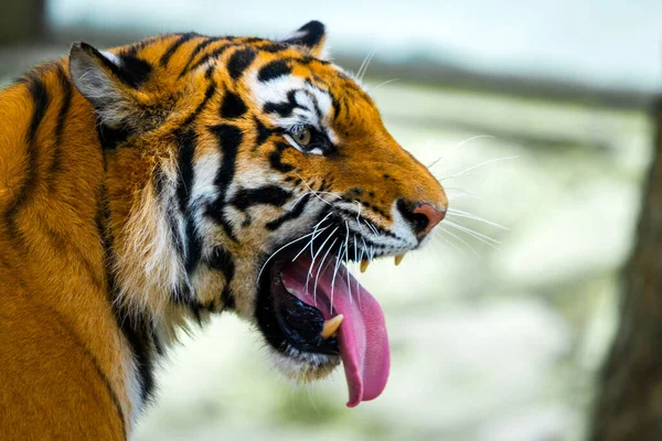 Sibirya Kaplanı Panthera Tigris Altaica Amur Kaplanı Olarak Bilinir — Stok fotoğraf