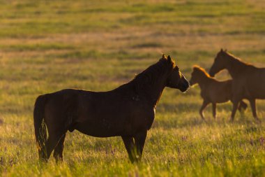 Gün doğumunda çayırda otlayan vahşi atlar. Doğadaki Özgürlük kavramı