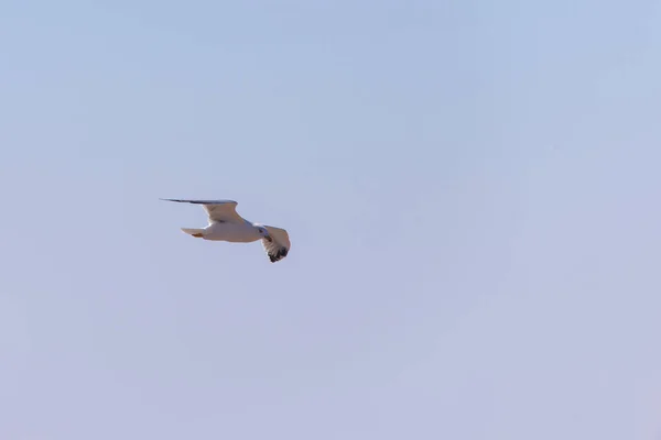 Gaviota Vuelo Naturaleza Concepto Ave Silvestre Naturaleza — Foto de Stock