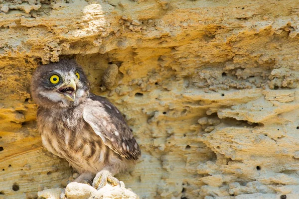 Kleine Uil Athene Noctua Grond Bij Nest — Stockfoto