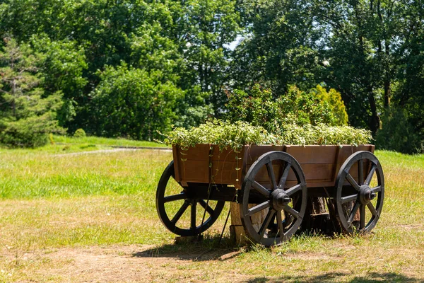 Plants Flowers Wood Old Wagon Garden — Stock Photo, Image