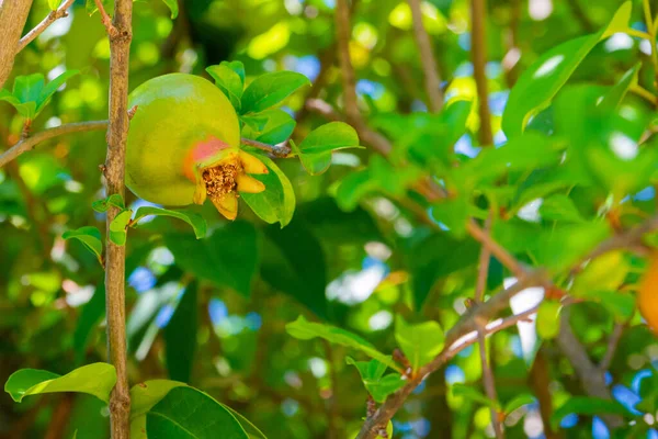 Fruto Jovem Verde Fresco Uma Romã Ramo Contra Contexto Folhas — Fotografia de Stock