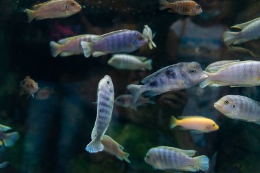 Lombardoi mbuna veya Kenyi Cichlid veya Maylandia Lombardoi veya Maylandia Greshakei.