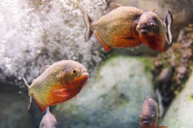 Kırmızı Göbekli Pirana ya da Pygocentrus nattereri 'ye yakın çekim.