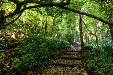 Gizemli ormanda taş merdivenler. Yürüyüş turları için yürüyüş yolu.