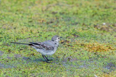 Beyaz Wagtail veya Motacilla alba. Wagtails ötücü kuşların bir cinsidir. Wagtail en yararlı kuşlardan biridir. Sivrisinekleri ve sinekleri öldürür, bu da havada ustalıkla kovalar..