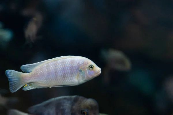 Lombardoi Mbuna Kenyi Cichlid Maylandia Lombardoi Maylandia Greshakei — Fotografia de Stock