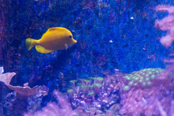 Gelber Hawaiianischer Tang Oder Zebrasoma Flavescens Aquarium — Stockfoto