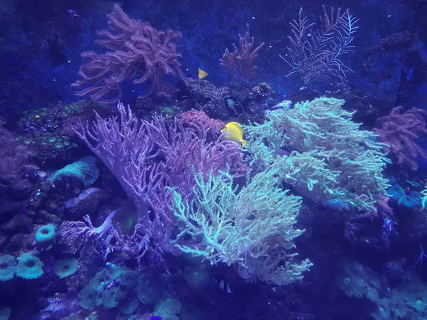 紅海のサンゴを背景に鮮やかな黄色の魚が水中 黄唐ゼブラソマの香り — ストック写真
