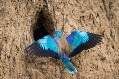 Avrupa patencisi veya Coracias garrulus, yer duvarındaki yuva deliği yakınında..