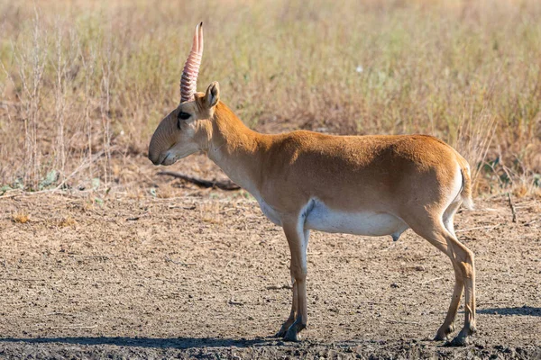 Άγριο Αρσενικό Saiga Αντιλόπη Saiga Tatarica Στη Στέπα Federal Nature — Φωτογραφία Αρχείου