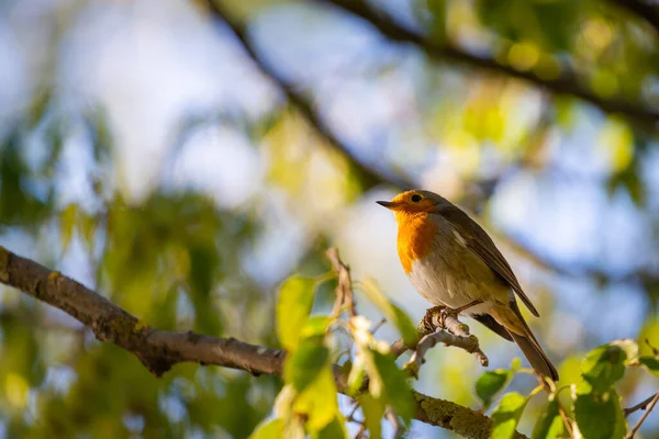 Robin Vermelho Erithacus Rubecula Este Pássaro Companheiro Regular Durante Atividades — Fotografia de Stock