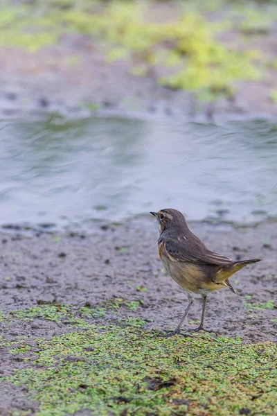 Bluethroat Luscinia Svecica Pássaro Natureza Selvagem — Fotografia de Stock